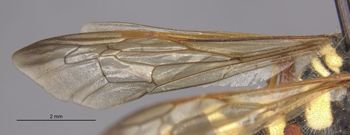 Media type: image;   Entomology 14707 Aspect: Wing front